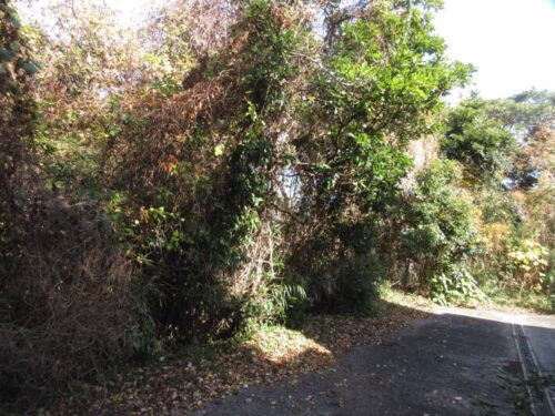 ＜下田市＞伊豆白浜南風台 別荘・住宅用地【売・土地】